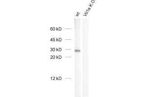 dilution: 1 : 1000, sample: brain homogenate from wildtype and Vti1a K. (VTI1A anticorps  (AA 2-185))