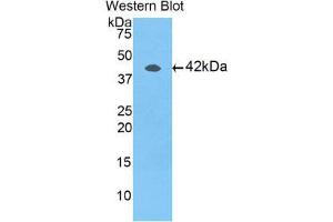 Western Blotting (WB) image for anti-Fms-Related tyrosine Kinase 1 (VEGFR1) (FLT1) (AA 19-146) antibody (ABIN3206009) (FLT1 anticorps  (AA 19-146))