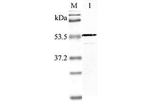 Western blot analysis using anti-Nampt (human), pAb  at 1:2'000 dilution. (NAMPT anticorps  (AA 40-56))