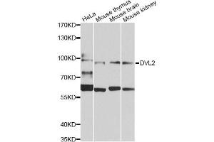 Western blot analysis of extracts of various cell lines, using DVL2 Antibody (ABIN5975825) at 1/1000 dilution. (DVL2 anticorps)