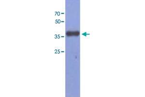 Western blot analysis of Mouse muscle extract (40 ug) by using FBP2 monoclonal antibody, clone AT1E11 (1:1000).