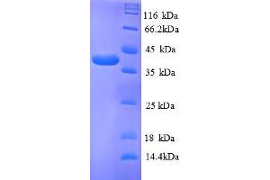 SDS-PAGE (SDS) image for TRAF Family Member-Associated NFKB Activator (TANK) (AA 1-119), (partial) protein (GST tag) (ABIN5710452)