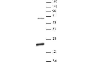 Histone H3 dimethyl Arg17 asymmetric pAb tested by Western blot. (Histone 3 anticorps  (H3R17me2a))
