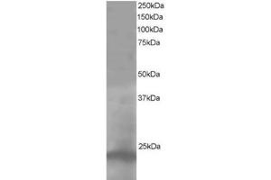 Image no. 1 for anti-Pallidin Homolog (PLDN) (C-Term) antibody (ABIN374323) (Pallidin anticorps  (C-Term))