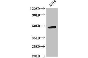 Western Blot Positive WB detected in: A549 whole cell lysate All lanes: HRH3 antibody at 2. (HRH3 anticorps  (AA 236-332))