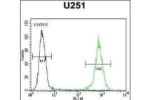GGTLC2 Antibody (Center) (ABIN654174 and ABIN2844032) flow cytometric analysis of  cells (right histogram) compared to a negative control cell (left histogram). (GGTLC2 anticorps  (AA 127-154))