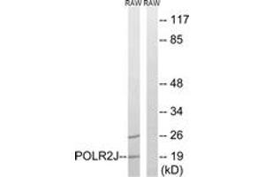 Western blot analysis of extracts from RAW264. (POLR2J anticorps  (AA 10-59))