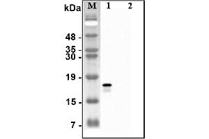 Western blot analysis of recombinant human CTRPs using anti-CTRP2 (human), pAb  at 1:4,000 dilution. (C1QTNF2 anticorps)