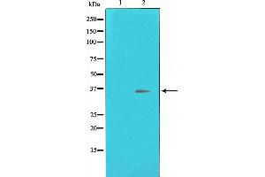 Western blot analysis of CREB expression in UV treated HeLa whole cell lysates,The lane on the left is treated with the antigen-specific peptide. (CREB1 anticorps  (Internal Region))