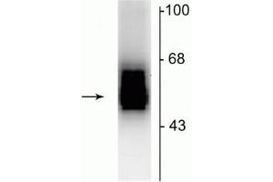 Western blot of 7 µg of rat cerebellar lysate showing specific immunolabeling of the ~55 kDa β2-subunit of the GABAA-R. (GABRB2 anticorps  (Cytoplasmic Loop))