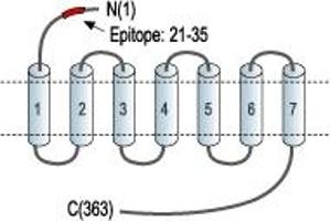 Representative domain view of the target of ABIN7884757.