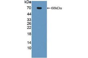 Figure. (IL23R anticorps  (AA 25-355))