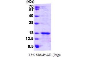 SDS-PAGE (SDS) image for Glutaredoxin 5 (GLRX5) (AA 1-157) protein (His tag) (ABIN666987) (GLRX5 Protein (AA 1-157) (His tag))