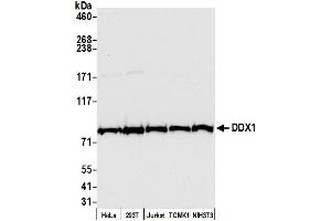 Western Blotting (WB) image for anti-DEAD (Asp-Glu-Ala-Asp) Box Polypeptide 1 (DDX1) (C-Term) antibody (ABIN7453882)