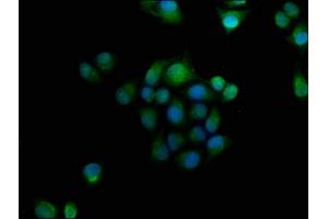Immunofluorescence staining of Hela cells with ABIN7154719 at 1:166, counter-stained with DAPI.