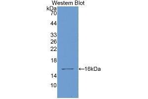 Detection of Recombinant GAL1, Bovine using Polyclonal Antibody to Galectin 1 (GAL1) (LGALS1/Galectin 1 anticorps  (AA 1-135))