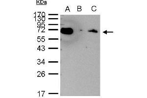 IP Image HSP70 1A antibody immunoprecipitates HSP70 1A protein in IP experiments.
