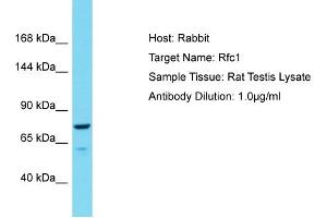 Host: Rabbit Target Name: Rfc1 Sample Type: Rat Testis lysates Antibody Dilution: 1. (RFC1 anticorps  (C-Term))
