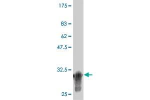 Western Blot detection against Immunogen (34.