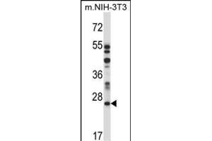 LTM4A Antibody (N-term) 13816a western blot analysis in mouse NIH-3T3 cell line lysates (35 μg/lane). (LAPTM4A anticorps  (N-Term))