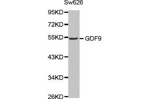 Western blot analysis of extracts of Sw626 cell line, using GDF9 antibody. (GDF9 anticorps  (AA 205-454))
