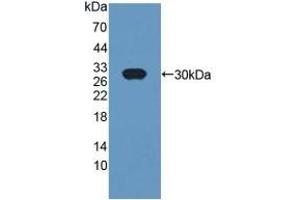 CRISP1 Antikörper  (AA 20-246)