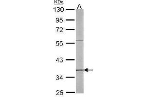 WB Image Sample (50 ug of whole cell lysate) A: mouse liver 10% SDS PAGE antibody diluted at 1:500