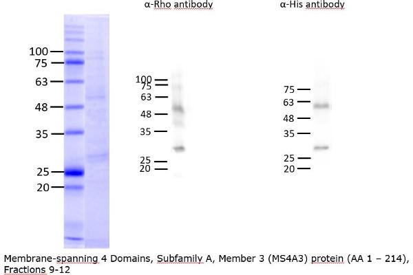 MS4A3 Protein (AA 1-214) (His tag,rho-1D4 tag)