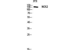 Western Blot (WB) analysis of 3T3 lysis using NOS2 antibody.