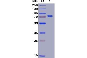 Human PD-L1 Protein, mFc-His Tag on SDS-PAGE under reducing condition.