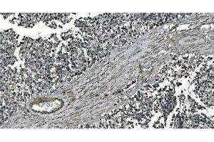IHC analysis of GNG7 using anti-GNG7 antibody (ABIN7600508). (GNG7 anticorps  (AA 2-57))