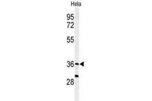 Western blot analysis of SUMF1 Antibody (C-Term) in Hela cell line lysates (35µg/lane). (SUMF1 anticorps  (C-Term))