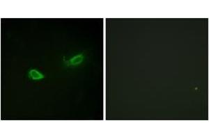 Immunofluorescence analysis of NIH-3T3 cells, using ATP1 alpha1/Na+K+ ATPase1 (Phospho-Ser23) Antibody.