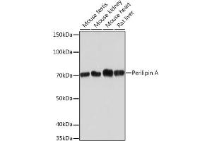 Western blot analysis of extracts of various cell lines, using Perilipin A Rabbit mAb (ABIN7269218) at 1:1000 dilution. (PLIN1 anticorps)