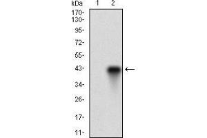 Western blot analysis using FUT4 mAb against HEK293 (1) and FUT4 (AA: 199-302)-hIgGFc transfected HEK293 (2) cell lysate.