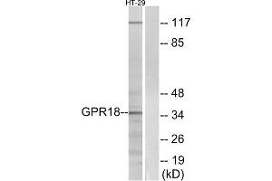 Western blot analysis of extracts from HT-29 cells, using GPR18 antibody. (GPR18 anticorps  (Internal Region))