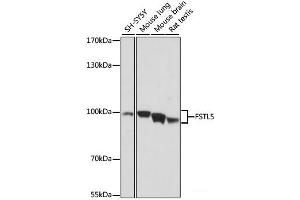 Western blot analysis of extracts of various cell lines using FSTL5 Polyclonal Antibody at dilution of 1:1000. (FSTL5 anticorps)