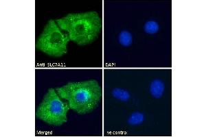 ABIN190899 Immunofluorescence analysis of paraformaldehyde fixed HepG2 cells, permeabilized with 0.
