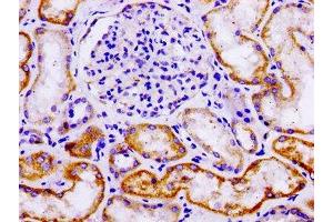 IHC image of ABIN7157866 diluted at 1:100 and staining in paraffin-embedded human kidney tissue performed on a Leica BondTM system. (LAMA3 anticorps  (AA 1570-1796))