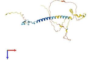 AlphaFold protein structure predicition of Human Recombinant WBP1 Protein, UniprotID Q96G27