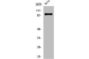 Western Blot analysis of HeLa cells using CUL-1 Polyclonal Antibody (Cullin 1 anticorps  (C-Term))