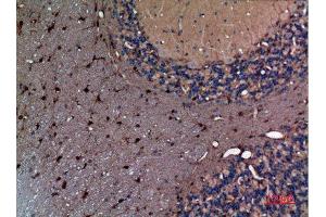 Immunohistochemistry (IHC) analysis of paraffin-embedded Rat Brain, antibody was diluted at 1:100. (alpha Fetoprotein anticorps  (Internal Region))