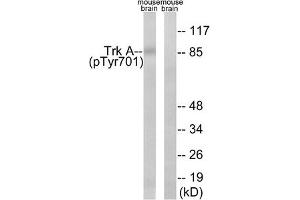 Western blot analysis of extracts from mouse brain cells, using Trk A (Phospho-Tyr701) antibody.