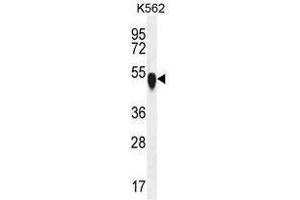 TUBA1C Antibody (C-term) western blot analysis in K562 cell line lysates (35 µg/lane).