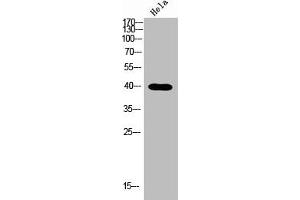 Western blot analysis of Hela lysis using NODAL antibody. (Nodal anticorps  (C-Term))