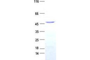 Validation with Western Blot