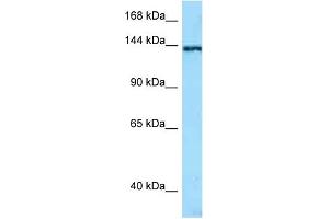 WB Suggested Anti-TNN AntibodyTitration: 1. (Tenascin N anticorps  (N-Term))