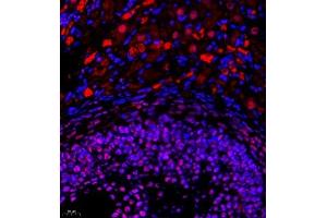 Immunofluorescence of paraffin embedded rat ovary using Skar (ABIN7074970) at dilution of 1:950 (400x lens) (p46 anticorps)