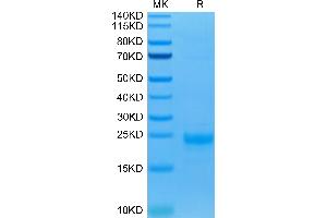 Biotinylated Human IL-5 on Tris-Bis PAGE under reduced condition.