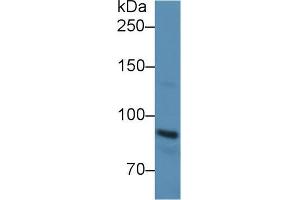 Western blot analysis of Rat Serum, using Rat CDHE Antibody (3 µg/ml) and HRP-conjugated Goat Anti-Rabbit antibody (